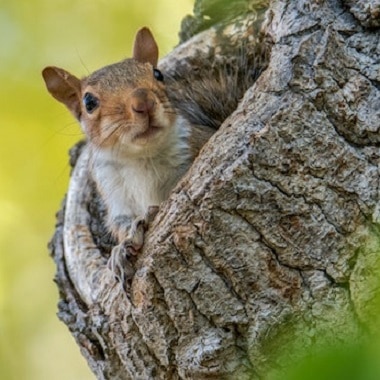 Squirrels3.jpg