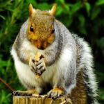 squirrels2.jpg
